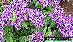 Мирисен цвет на хелиотроп: сорти и сорти со фотографија