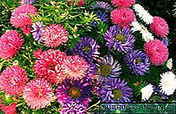 Garden Astra: llojet, varietetet me foto, emrat dhe përshkrimi i luleve