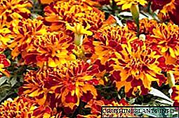 Мариголдс: цэцгийн сорт, тодорхойлолт, гэрэл зураг