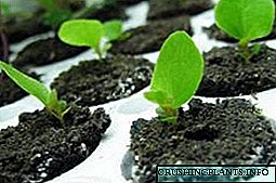 Begonia perenne, como crecer a partir de sementes?