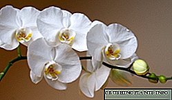 Blanka orkideo: foto kaj priskribo