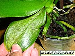 Phalaenopsis bolesti orhideja i metode za njihovo liječenje fotografijom