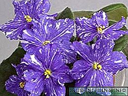 Ragam violets jero ruangan: poto, nami warna