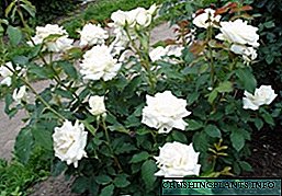 Хибридни чајни рози: најдобрите сорти, фотографии, опис