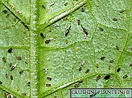 Cara nggawa thrips ing krisanthemum: jinis lan cara ngilangi