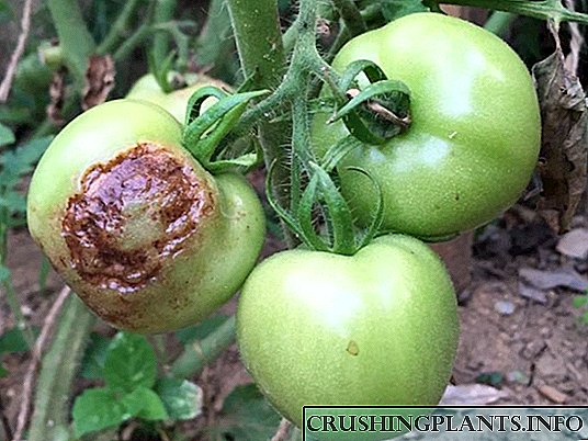 Што да направите ако доматите изгниет на грмушка на отворено тло