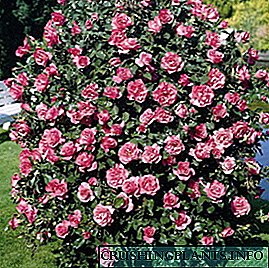 Yuav ua li cas yog Rose shrub - qib lus piav qhia