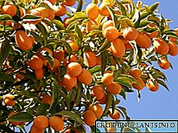 Kuyini kumquat - isici salesi sithelo