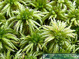 Sphagnum moss ምንድነው-ይህን ተክል እንዴት እንደሚጠቀሙ።