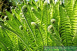 Quod genus est plant - fern Pteridium aquilinum