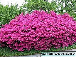 Azalea پھول: تصویر ، بڑھتی ہوئی اور پودوں کی دیکھ بھال