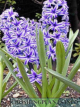 ផ្កា Hyacinths: ការពិពណ៌នារីកលូតលាស់និងរូបថត។