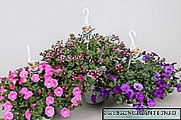 گل های Surfinia و petunia - انواع ، تفاوت و عکس چیست