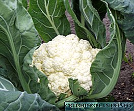 Cauliflower: sowing, cog kev qhia nrog daim duab