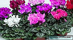 Cyclamen Flower - pariri għall-kura fid-dar