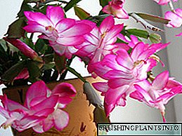 Десебристички цвет: нега на домот, проблеми со растење