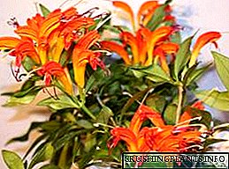 Eschinanthus-blom: foto, tuisversorging, voortplanting