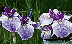 Kembang Iris: katerangan sareng jinis, poto
