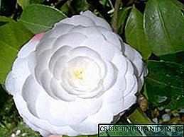 Camellia Blummen: Fotoen, Geheimnisser fir Fleeg doheem