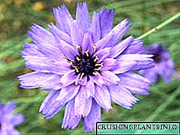 Katanha Flower - Grenn ap grandi
