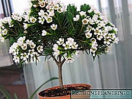 گل Myrtle: عکس یک گلدان گیاه و مراقبت از آن