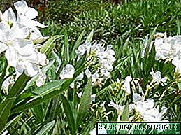 Oleander kembang: tuwuh lan ngurus ing omah, foto