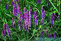 Wild Alfalfa: varyete, plant k ap grandi, foto