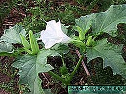 Datura vulgaris: Setšoantšo sa semela le litlhaloso tsa setlama sena