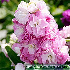 Lule aromatike të muzgut - rregullat e mbjelljes dhe fotot me dorën e majtë