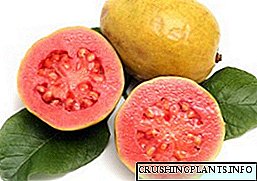 Guava eksotiese plant: beskrywing en foto