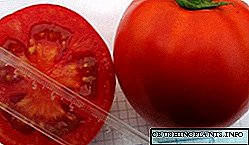 High-yielding tomat Olya F1