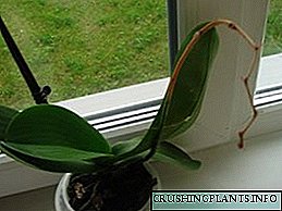 Ang Phalaenopsis kupas, ano ang susunod na gagawin?