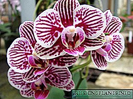 Phalaenopsis: jinis lan varietas, pilihan lan perawatan, foto