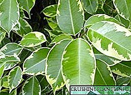 Ficus Benjamin: turlari, fotosuratlari va uyda parvarish qilish