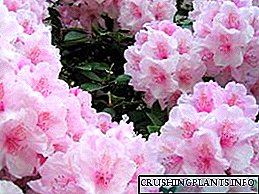 Ritratt tal-fjura ta 'Rhododendron, tħawwil u kura