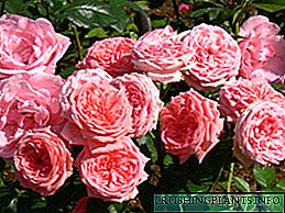 Фото рози floribunda kimono и прегледи на градинари