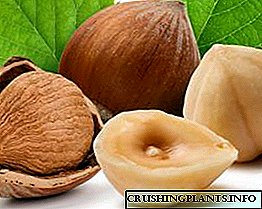Hazelnuts болон hazeln (hazelnut) - ялгаа, онцлог нь юу вэ