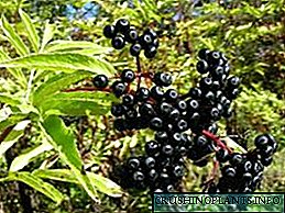 Semela sa "black elderberry" se hola kae Russia
