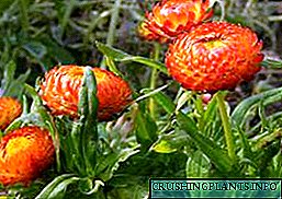 Helichrysum: variétas sareng tumbuh tina siki di bumi