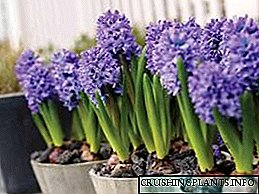 Hyacinth. Լուսանկար, տնկում և խնամք սենյակային պայմաններում, ստիպելով լամպ