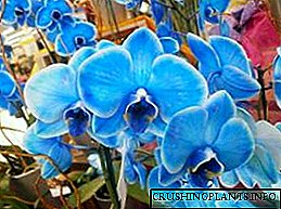 Bluaj kaj bluaj orkideoj: natura beleco aŭ homa interveno