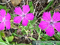 Carnation: ургамлын тодорхойлолт ба цэцгийн зураг