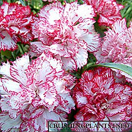 Dianthus Chabot: features plantabant cura, flos photo