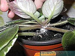 Hoe kan u die witluis op binnenshuise plante hanteer?