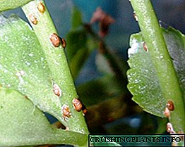 Quam ad agam cum scale insecta in umbraticis plantarum: tips et photos