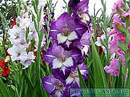ဘယ်လိုအခါနွေဦးအတွက်ပွင့်လင်းမြေ၌ Gladiolus စိုက်ပျိုးရန်
