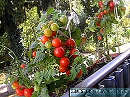 Bii o ṣe le dagba awọn tomati lori balikoni - aṣayan pupọ, irubọ ati abojuto