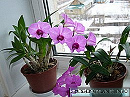 Yadda ake shayar da orchid daidai a gida