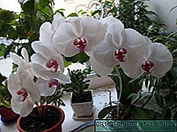 Cara ngurus orkid ing omah sawise tuku