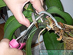 Uyda orkide qanday ekish kerak: maslahatlar, fotosuratlar